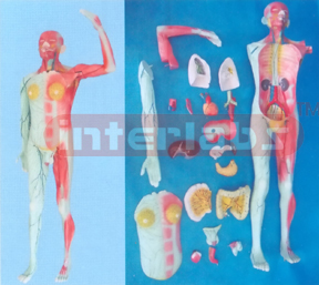 NATURAL MODEL OF THE HUMAN LYMPHATIC SYSTEM (24 PCS/SET) WITHOUT BASE